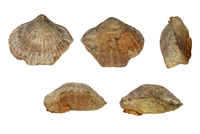 Rhynchonella bertheloti